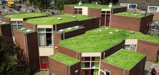 Gemeente Utrecht trekt meer geld uit voor groene daken